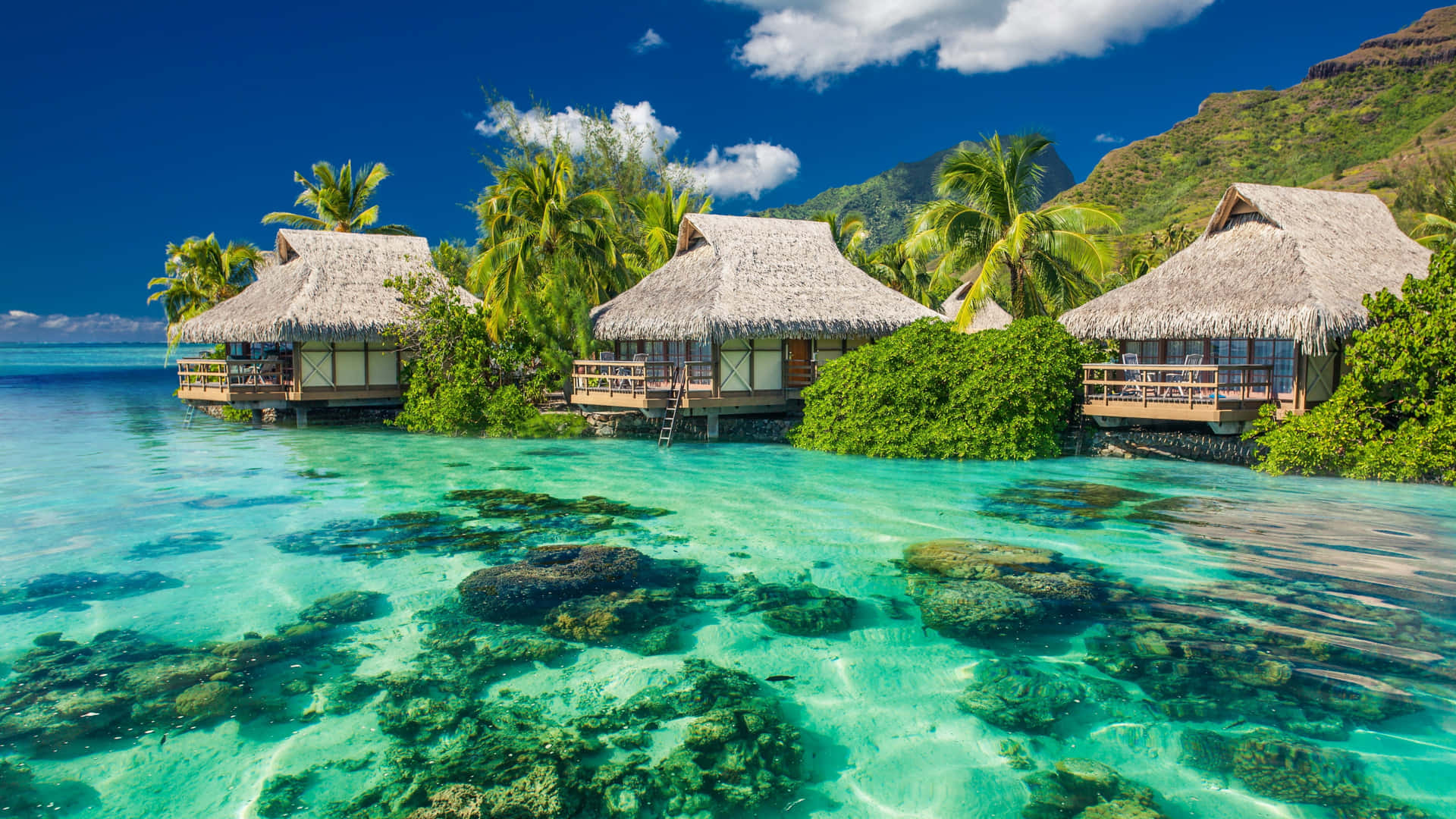 Playa tropical con palmeras y agua cristalina